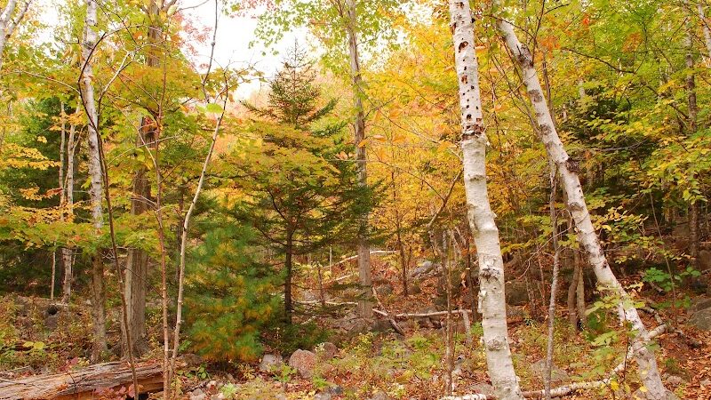 Bubbles Divide Trail - Mt Desert, ME