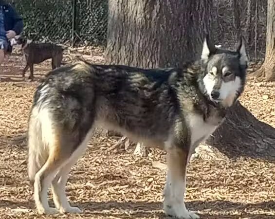 Gardendale Dog Park - Mt Olive, AL