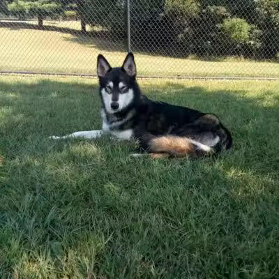 Gardendale Dog Park - Mt Olive, AL