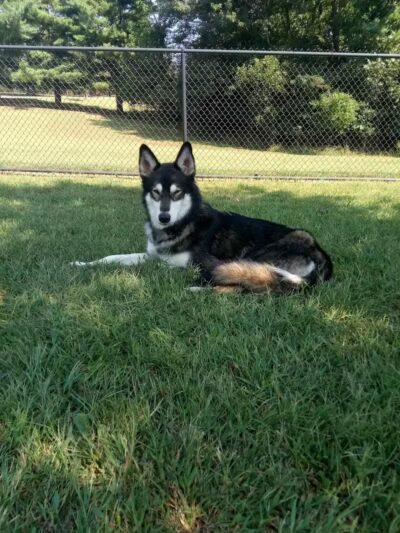 Gardendale Dog Park - Mt Olive, AL