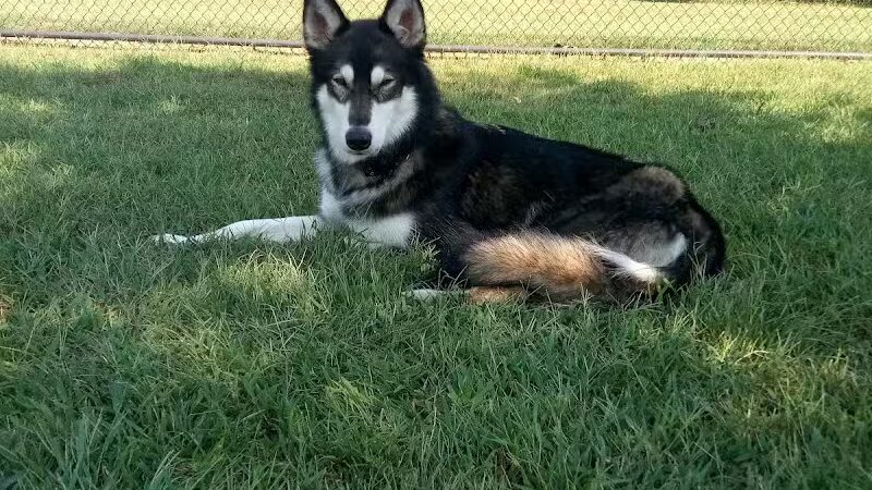 Gardendale Dog Park - Mt Olive, AL