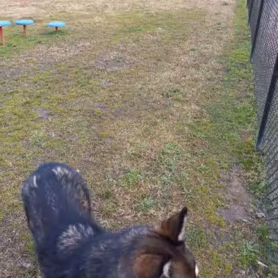 Gardendale Dog Park - Mt Olive, AL