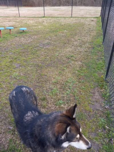 Gardendale Dog Park - Mt Olive, AL