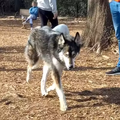 Gardendale Dog Park - Mt Olive, AL