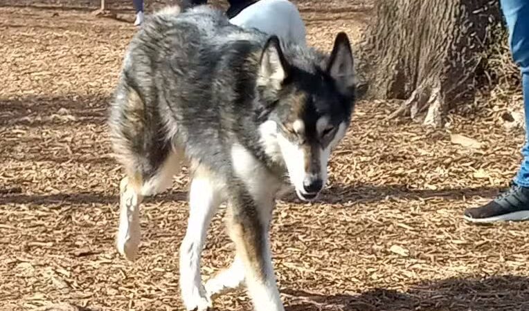 Gardendale Dog Park - Mt Olive, AL
