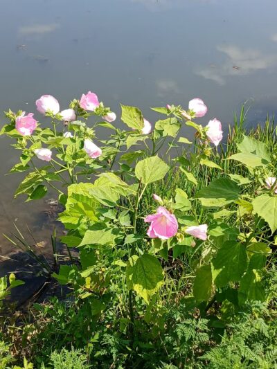 Bridgeport Dam Park - Mt Pleasant, PA