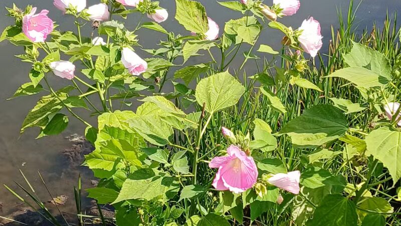 Bridgeport Dam Park - Mt Pleasant, PA