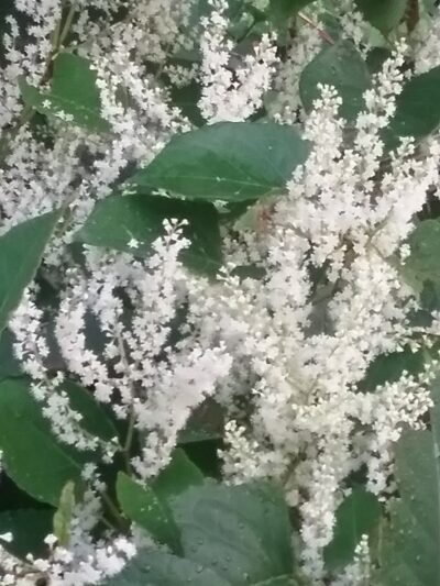 Bridgeport Dam Park - Mt Pleasant, PA