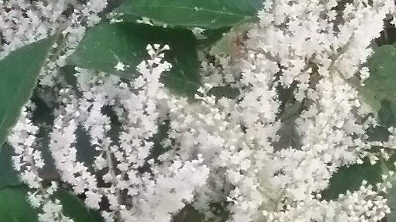 Bridgeport Dam Park - Mt Pleasant, PA