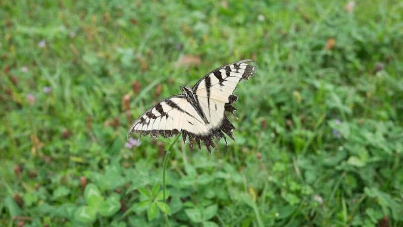 Jacobs Creek Park, Back Entrance - Mt Pleasant, PA