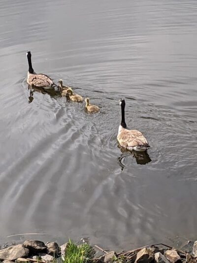 Mammoth Park - Mt Pleasant, PA