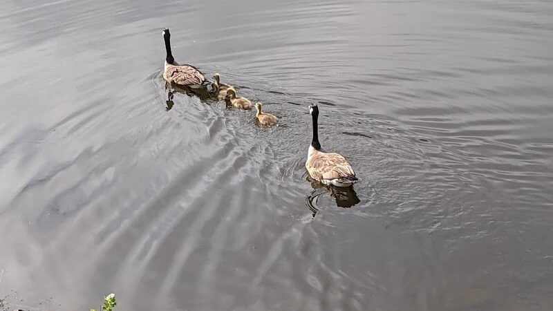 Mammoth Park - Mt Pleasant, PA