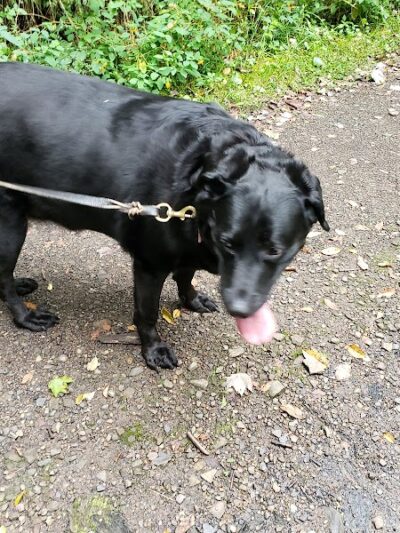 Mammoth Park - Mt Pleasant, PA