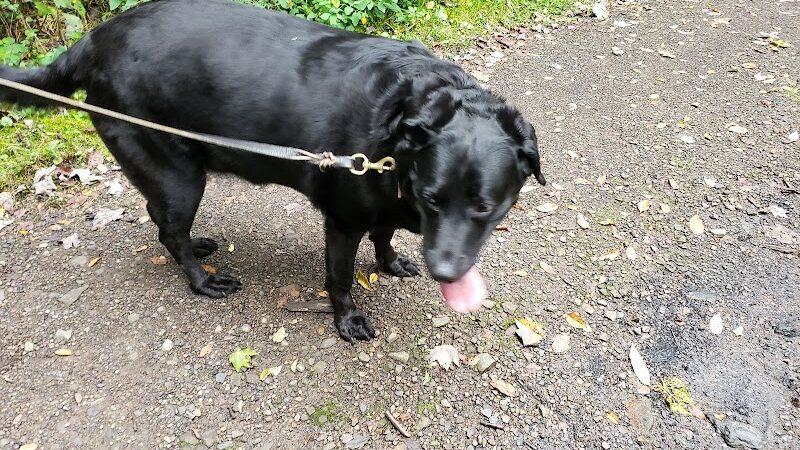 Mammoth Park - Mt Pleasant, PA