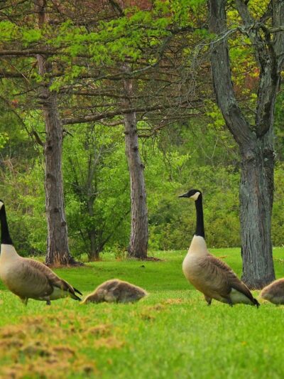 Mammoth Park - Mt Pleasant, PA