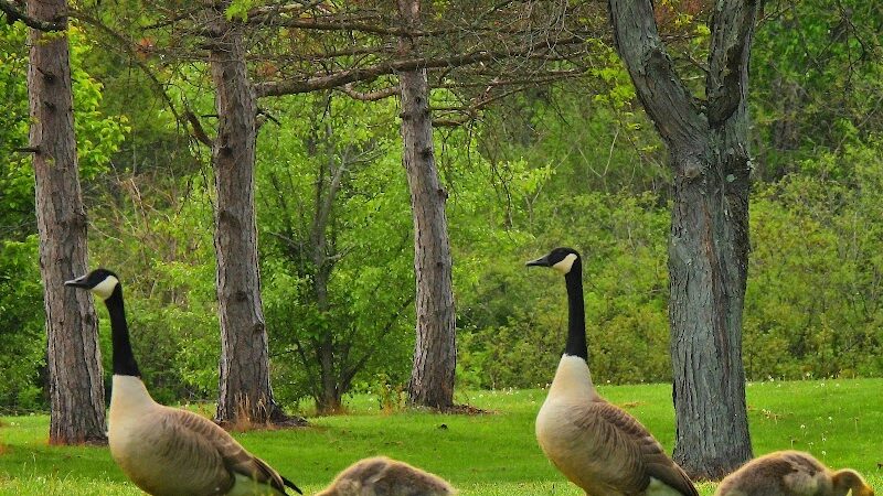 Mammoth Park - Mt Pleasant, PA