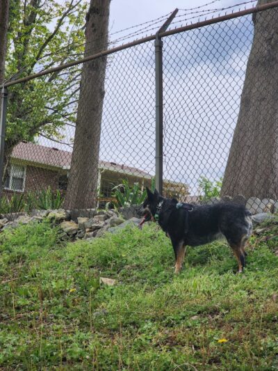 Mount Pleasant Dog Park - Mt Pleasant, TN