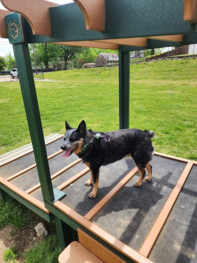 Mount Pleasant Dog Park - Mt Pleasant, TN