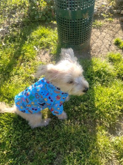 Mount Pleasant Dog Park - Mt Pleasant, TN