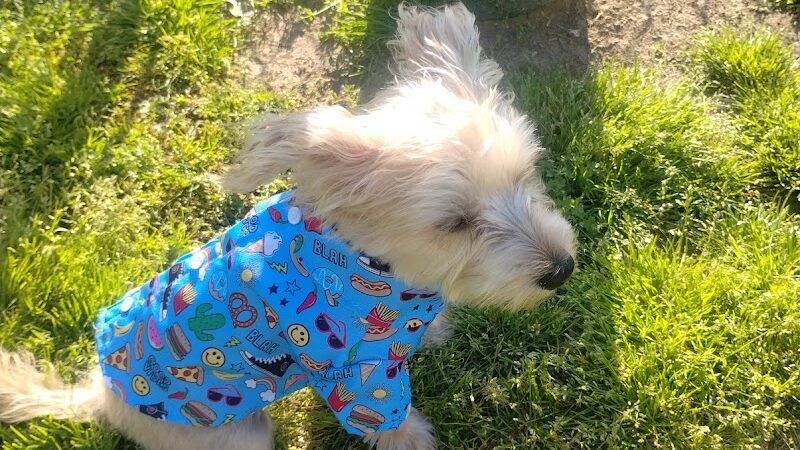 Mount Pleasant Dog Park - Mt Pleasant, TN