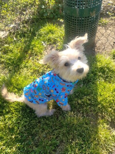 Mount Pleasant Dog Park - Mt Pleasant, TN