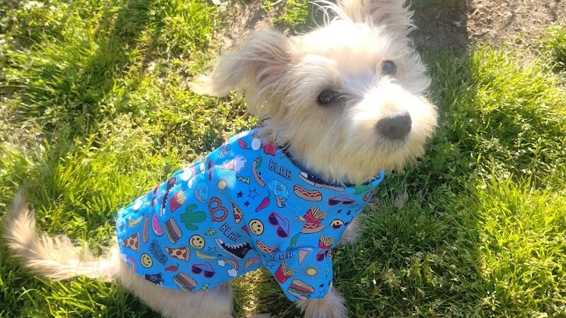 Mount Pleasant Dog Park - Mt Pleasant, TN