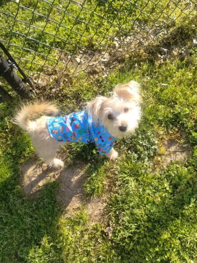 Mount Pleasant Dog Park - Mt Pleasant, TN