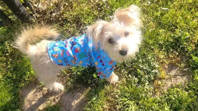 Mount Pleasant Dog Park - Mt Pleasant, TN