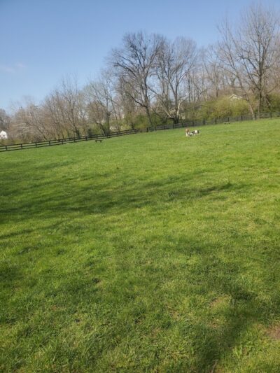 Dog park - Mt Sterling, KY