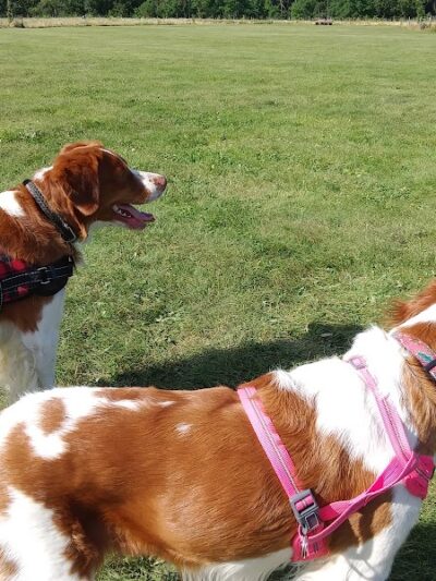 Mukwonago Dog Exercise Park - Mukwonago, WI