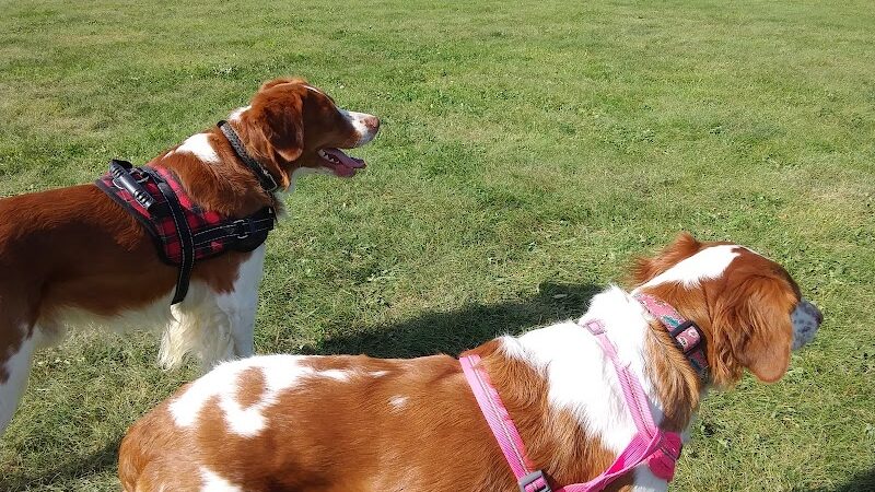 Mukwonago Dog Exercise Park - Mukwonago, WI