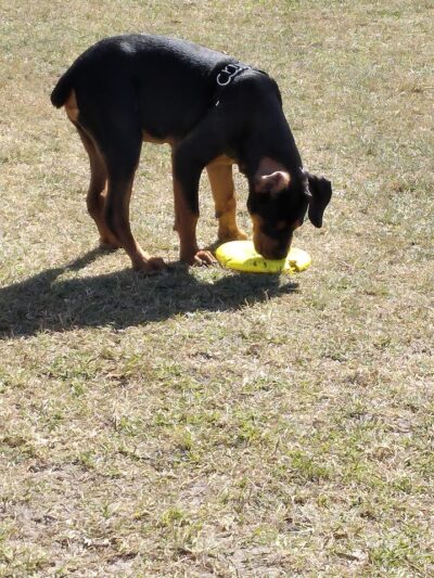 Diogi Dog Park - Mulberry, FL