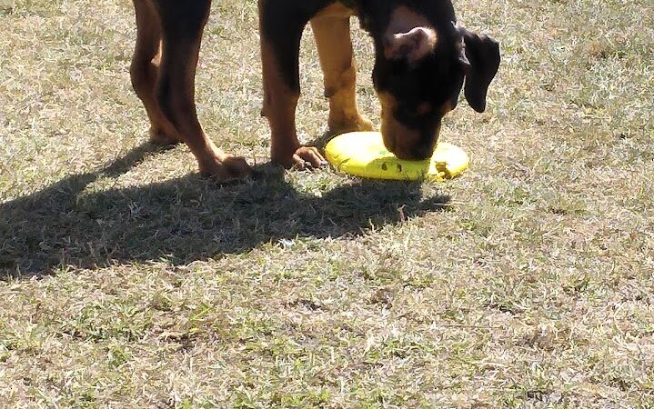 Diogi Dog Park - Mulberry, FL