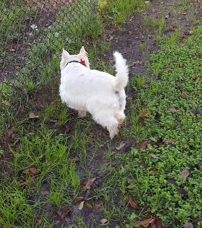 Diogi Dog Park - Mulberry, FL