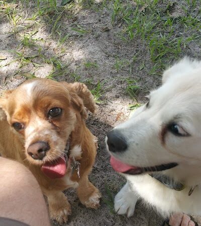 Diogi Dog Park - Mulberry, FL