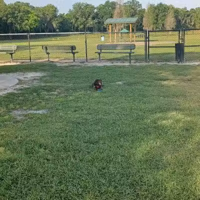 Diogi Dog Park - Mulberry, FL