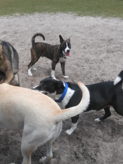 Diogi Dog Park - Mulberry, FL