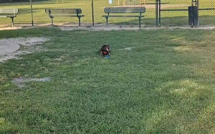 Diogi Dog Park - Mulberry, FL