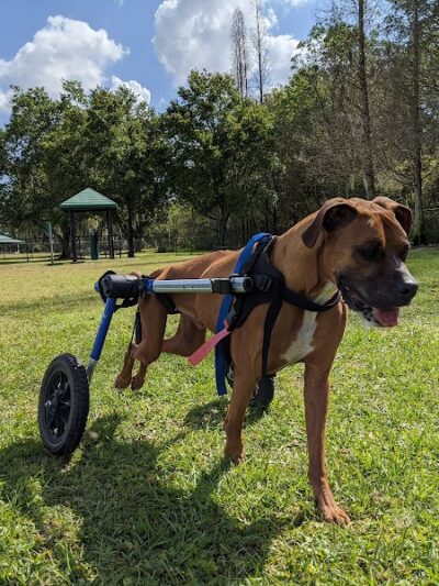 Diogi Dog Park - Mulberry, FL