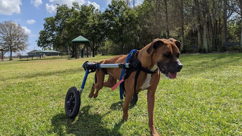 Diogi Dog Park - Mulberry, FL