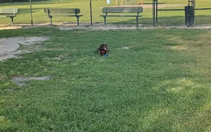 Diogi Dog Park - Mulberry, FL