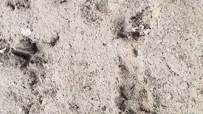 Riverside Dog Park - Murphysboro, IL