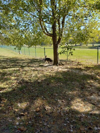 Riverside Dog Park - Murphysboro, IL