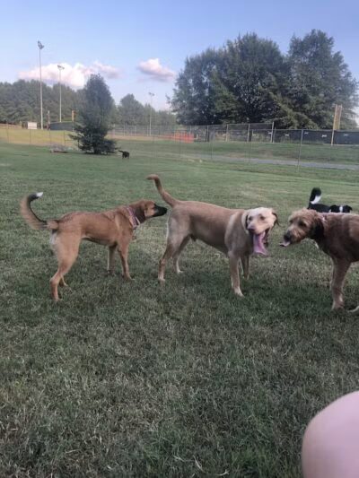 Murray-Calloway County Dog Park - Murray, KY