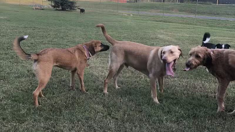 Murray-Calloway County Dog Park - Murray, KY