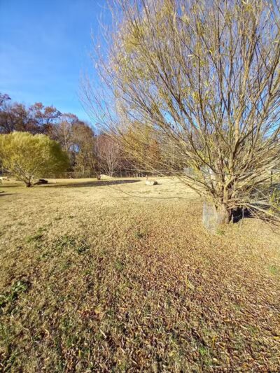 Murray-Calloway County Dog Park - Murray, KY