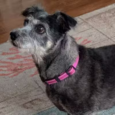 A Dog's Way Inn, Dog Boarding, Dog Day Care, Grooming, Training, Dog Park, Dock Diving - Murrells Inlet, SC