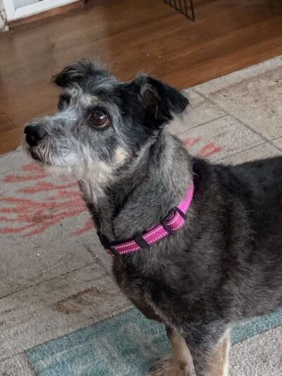 A Dog's Way Inn, Dog Boarding, Dog Day Care, Grooming, Training, Dog Park, Dock Diving - Murrells Inlet, SC