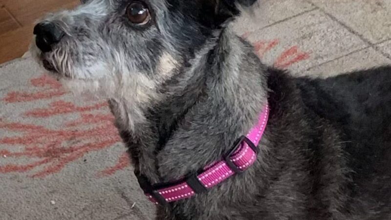 A Dog's Way Inn, Dog Boarding, Dog Day Care, Grooming, Training, Dog Park, Dock Diving - Murrells Inlet, SC