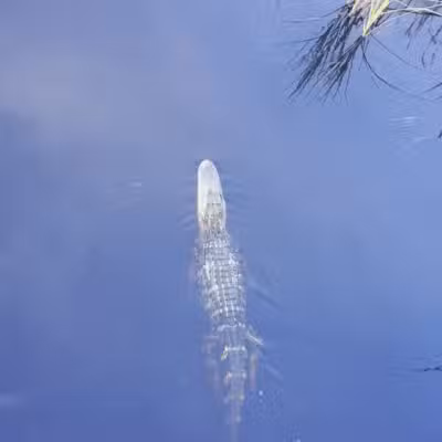 Huntington Beach State Park - Murrells Inlet, SC